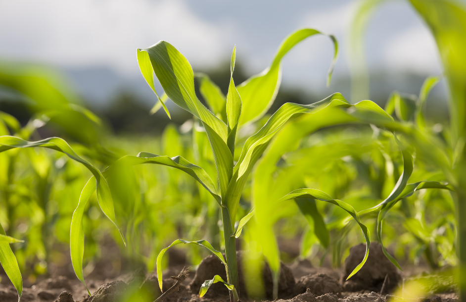 Chicken Manure vs Turkey Manure Comparison Crop Fertility Services